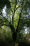 Northern California Black Walnut