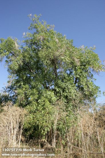 Juglans hindsii