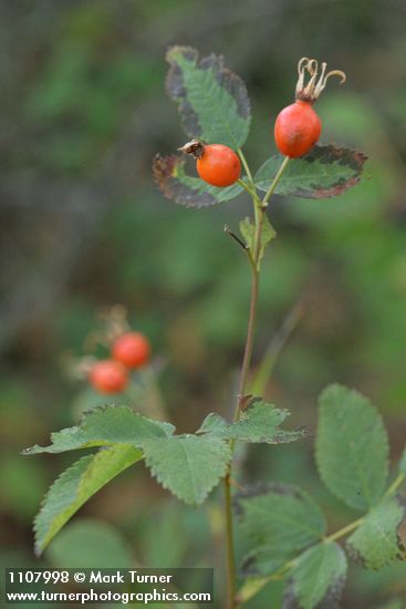 Rosa pisocarpa