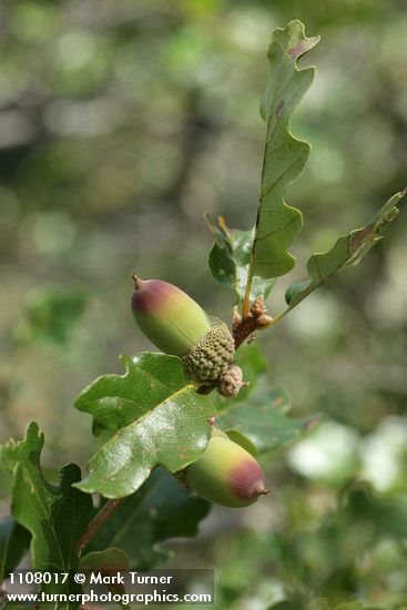 Quercus garryana var. breweri