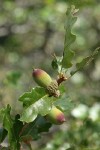 Oregon White Oak (Brewer's Oak) acorns & foliage