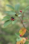 California Buckthorn mature & immature fruit among foliage
