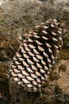 Jeffrey Pine fallen cone
