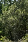 Canyon Live Oak