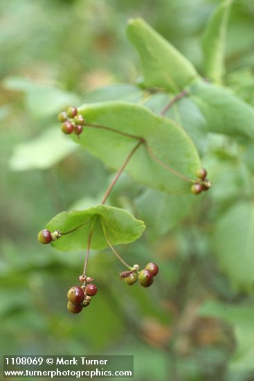 Lonicera ciliosa