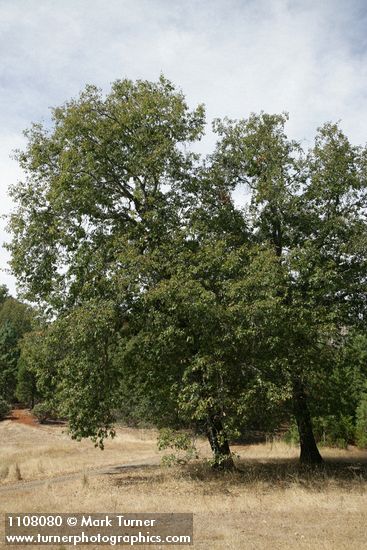 Quercus kelloggii