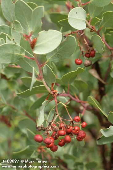 Arctostaphylos viscida