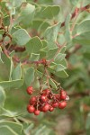 Sticky Whiteleaf Manzanita fruit & foliage