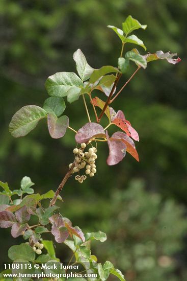 Toxicodendron diversilobum