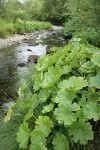 Umbrella Plant along Deer Creek