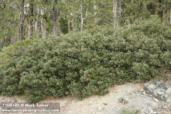 Quercus vacciniifolia