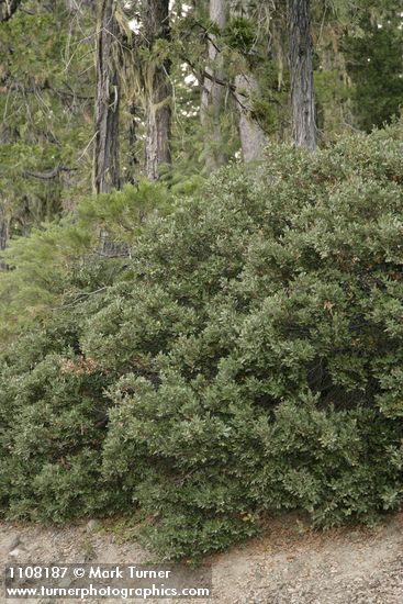 Quercus vacciniifolia