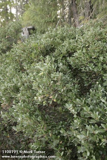 Quercus vacciniifolia