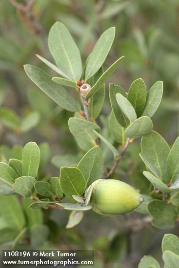 Quercus vacciniifolia