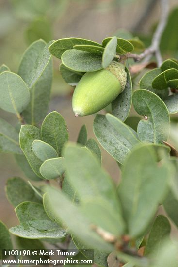 Quercus vacciniifolia