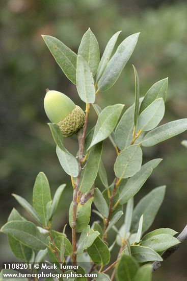 Quercus vacciniifolia