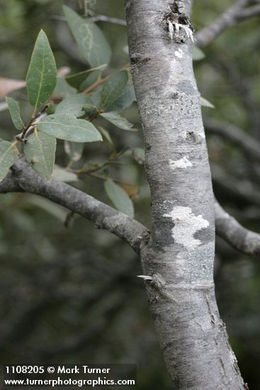 Quercus vacciniifolia
