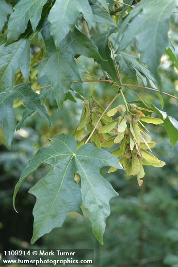Acer macrophyllum