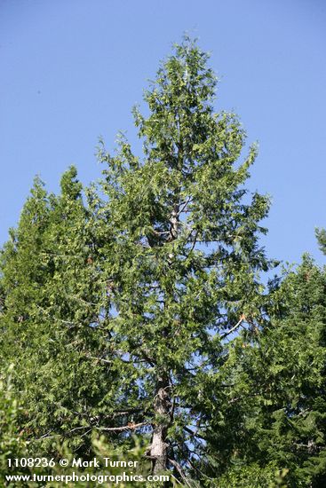 Calocedrus decurrens