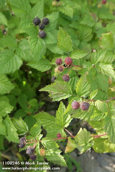 Rubus leucodermis