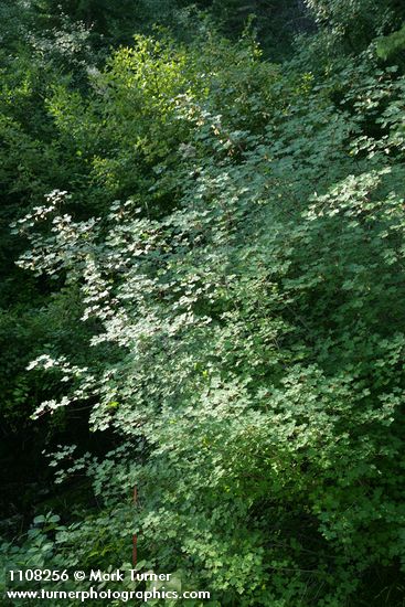 Acer glabrum var. torreyi