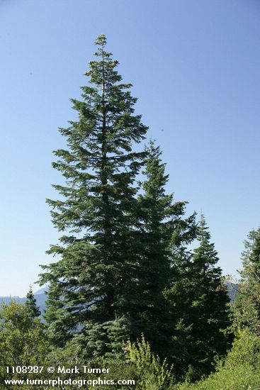 Abies procera
