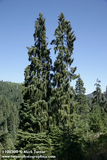 Picea breweriana