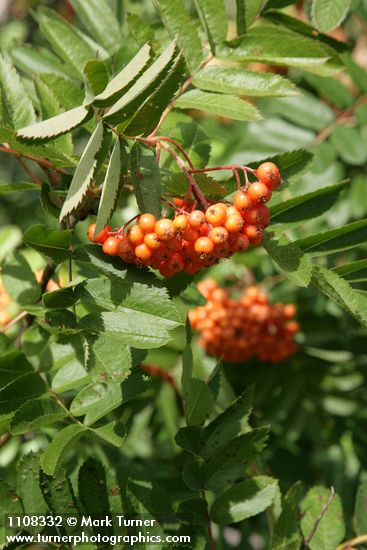 Sorbus scopulina