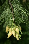 Incense-cedar Cones & foliage