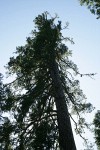 Sugar Pine crown