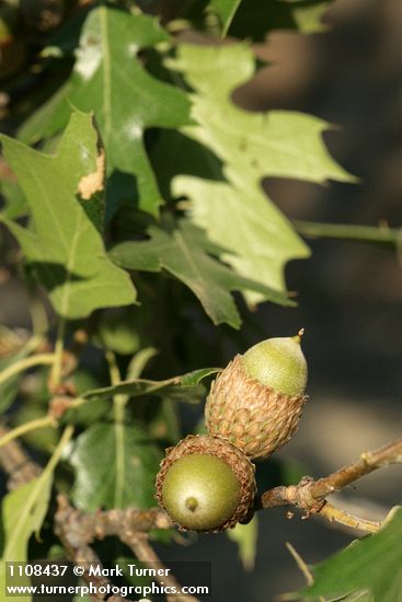 Quercus kelloggii