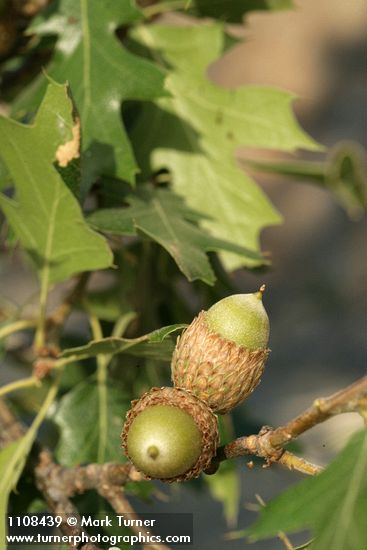 Quercus kelloggii