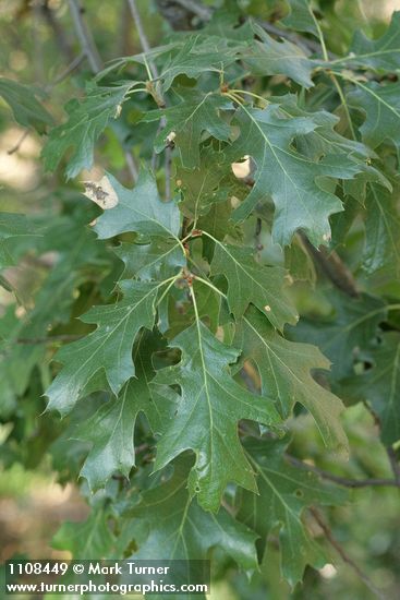 Quercus kelloggii