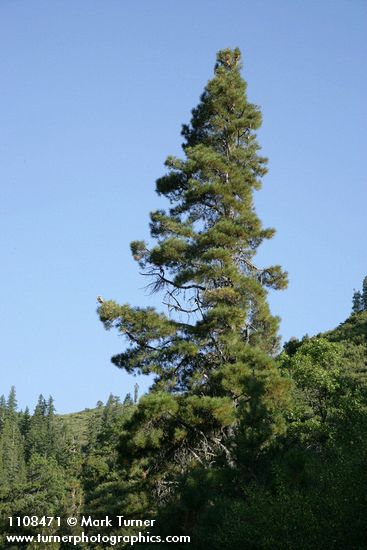 Pinus attenuata