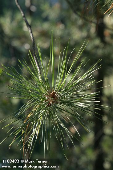 Pinus attenuata