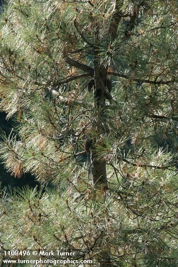 Pinus attenuata