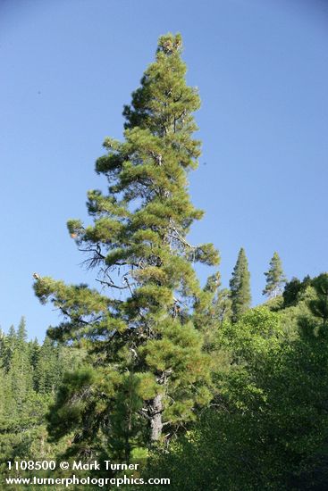 Pinus attenuata