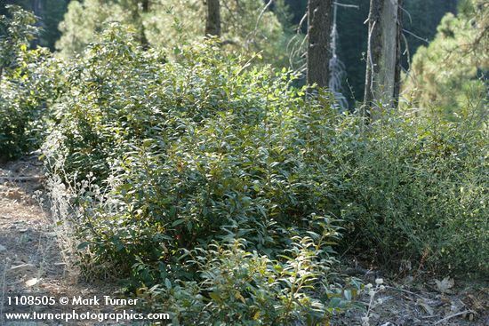 Chrysolepis chrysophylla