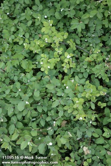 Symphoricarpos hesperius