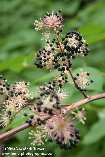 Aralia californica