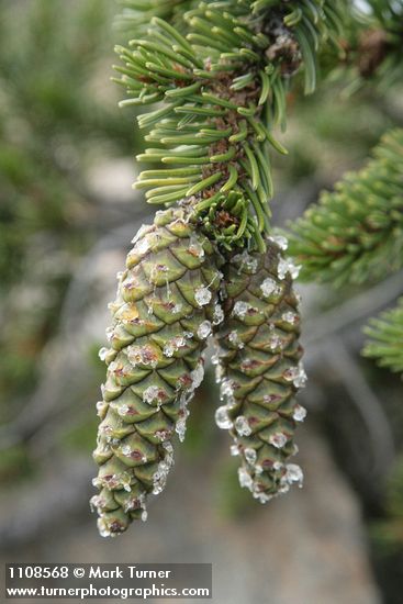 Pinus balfouriana