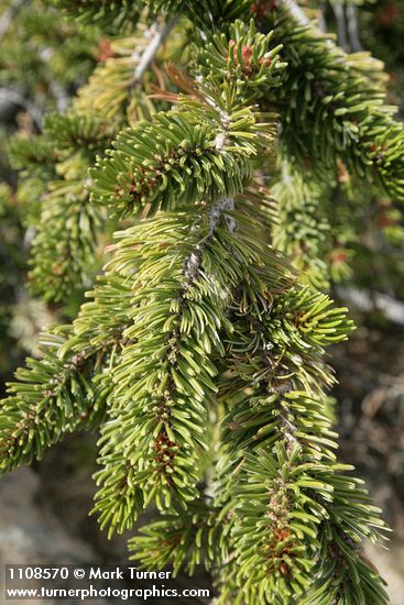 Pinus balfouriana