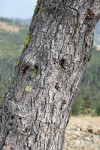 Foxtail Pine trunk