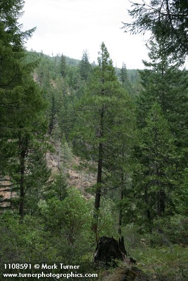 Calocedrus decurrens