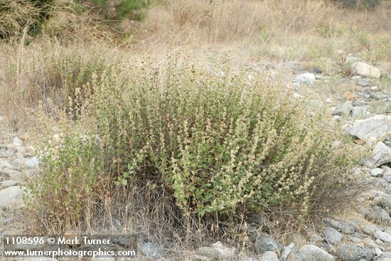 Brickellia californica