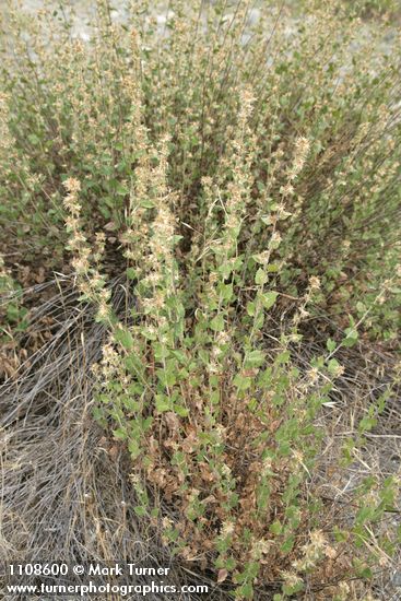 Brickellia californica