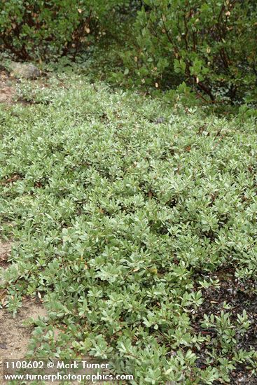 Arctostaphylos klamathensis