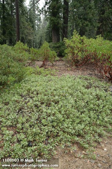 Arctostaphylos klamathensis; A. patula