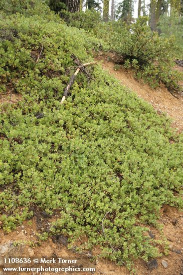 Arctostaphylos nevadensis