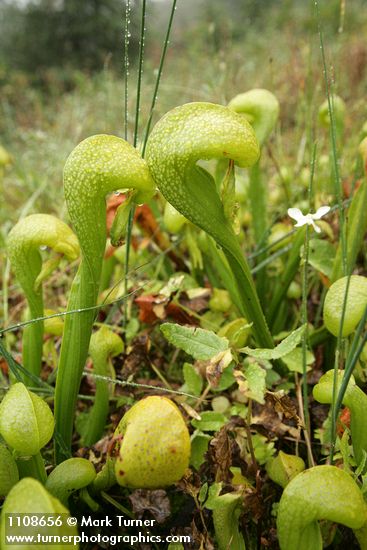 Darlingtonia californica; Parnassia palustris
